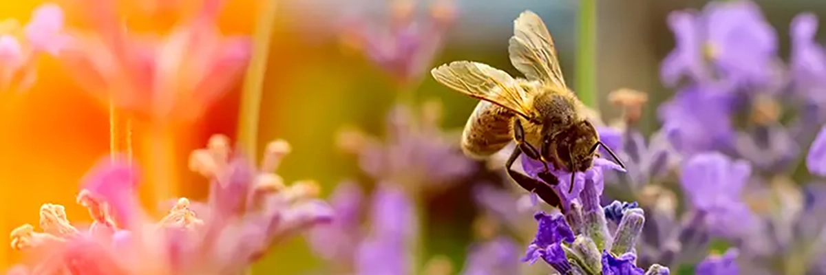 honeybeebiology